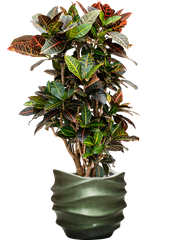 Croton (Codiaeum) variegatum 'Petra' in Baq Gradient Lee Office Plant With Pot 122cm Height 28.1cm Dia