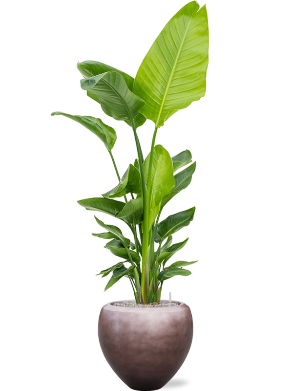 Strelitzia nicolai (120-160) in Baq Metallic Silver leaf Office Plant With Pot 192cm Height 33cm Dia