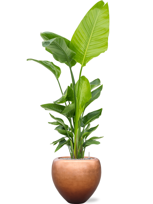 Strelitzia nicolai (120-160) in Baq Metallic Silver leaf Office Plant With Pot 193cm Height 33cm Dia