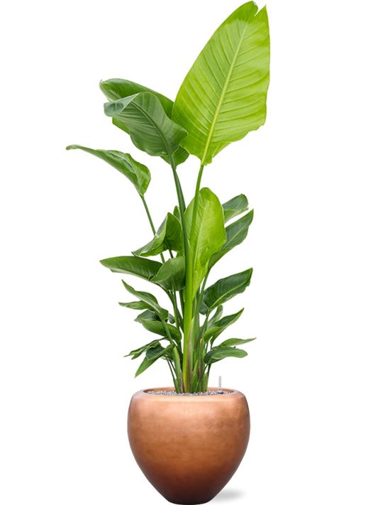 Strelitzia nicolai (120-160) in Baq Metallic Silver leaf Office Plant With Pot 193cm Height 33cm Dia