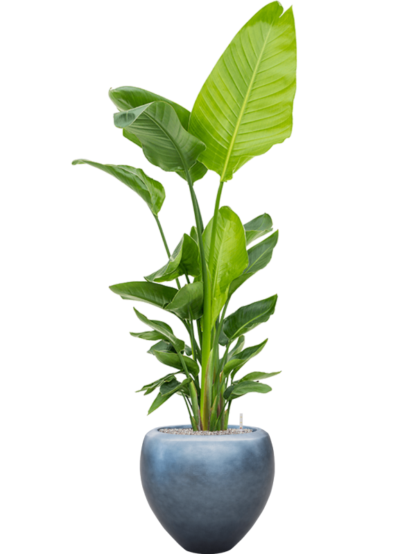 Strelitzia nicolai (120-160) in Baq Metallic Silver leaf Office Plant With Pot 193cm Height 33cm Dia