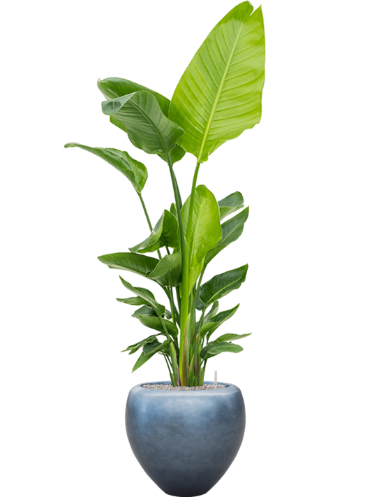 Strelitzia nicolai (120-160) in Baq Metallic Silver leaf Office Plant With Pot 193cm Height 33cm Dia