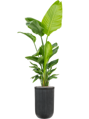 Strelitzia nicolai (120-160) in Baq Vertical Rib Office Plant With Pot 205cm Height 33cm Dia