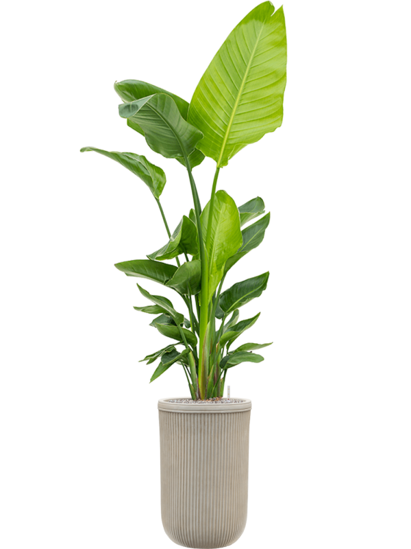 Strelitzia nicolai (120-160) in Baq Vertical Rib Office Plant With Pot 205cm Height 33cm Dia