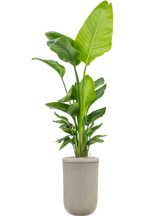 Strelitzia nicolai (120-160) in Baq Vertical Rib Office Plant With Pot 205cm Height 33cm Dia