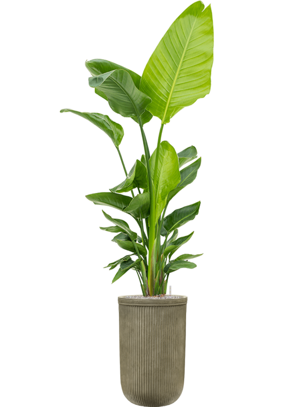 Strelitzia nicolai (120-160) in Baq Vertical Rib Office Plant With Pot 205cm Height 33cm Dia