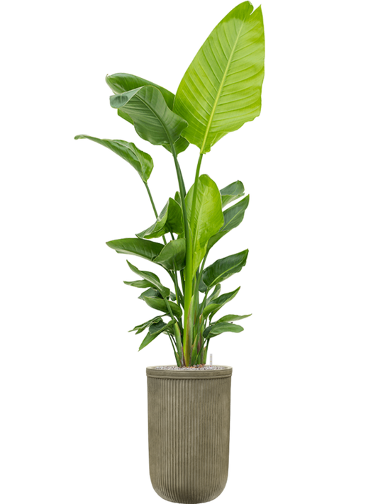 Strelitzia nicolai (120-160) in Baq Vertical Rib Office Plant With Pot 205cm Height 33cm Dia