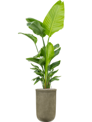 Strelitzia nicolai (120-160) in Baq Vertical Rib Office Plant With Pot 205cm Height 33cm Dia