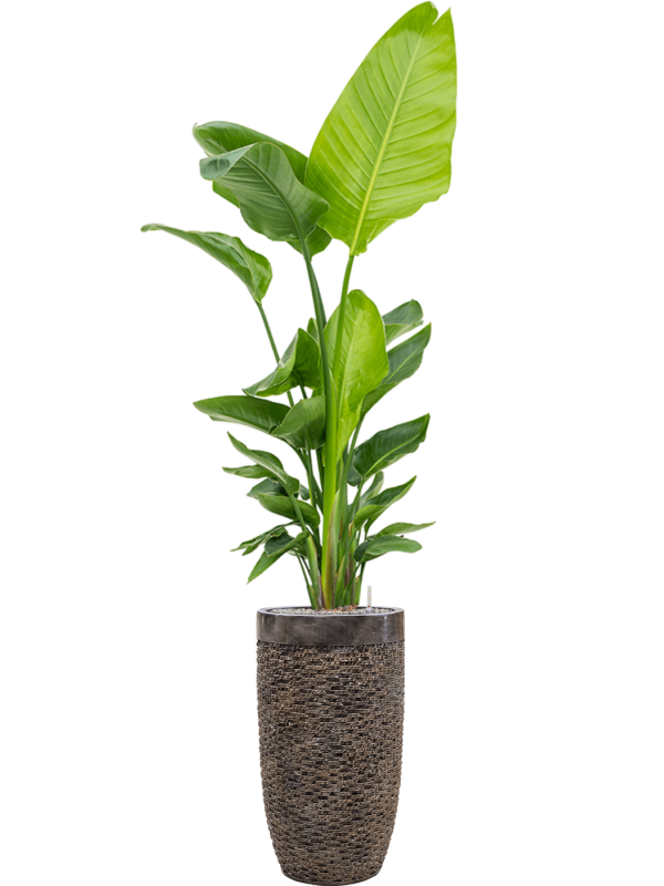 Strelitzia nicolai in Baq Luxe Lite Universe Layer Office Plant With Pot 217cm Height 32cm Dia