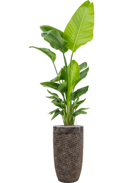 Strelitzia nicolai in Baq Luxe Lite Universe Layer Office Plant With Pot 217cm Height 32cm Dia