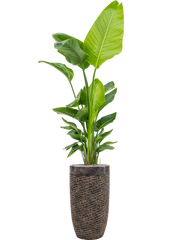 Strelitzia nicolai in Baq Luxe Lite Universe Layer Office Plant With Pot 217cm Height 32cm Dia