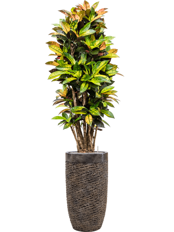 Croton 'Mrs. Iceton' in Baq Luxe Lite Universe Layer Office Plant With Pot 197cm Height 32cm Dia