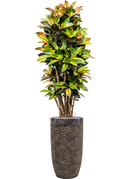 Croton 'Mrs. Iceton' in Baq Luxe Lite Universe Layer Office Plant With Pot 197cm Height 32cm Dia