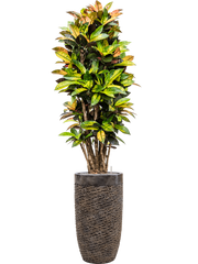 Croton 'Mrs. Iceton' in Baq Luxe Lite Universe Layer Office Plant With Pot 197cm Height 32cm Dia