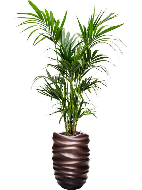 Kentia (Howea) forsteriana in Baq Gradient Lee Office Plant With Pot 195cm Height 27cm Dia