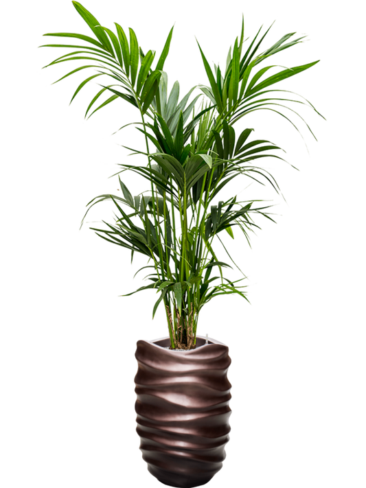 Kentia (Howea) forsteriana in Baq Gradient Lee Office Plant With Pot 195cm Height 27cm Dia