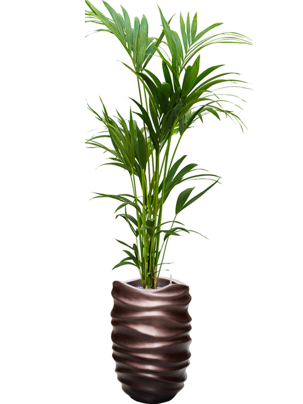 Kentia (Howea) forsteriana in Baq Gradient Lee Office Plant With Pot 195cm Height 27cm Dia