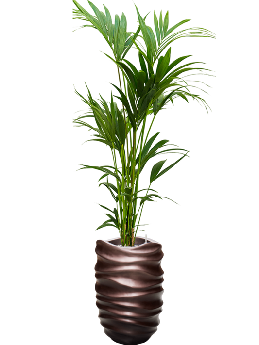 Kentia (Howea) forsteriana in Baq Gradient Lee Office Plant With Pot 195cm Height 27cm Dia