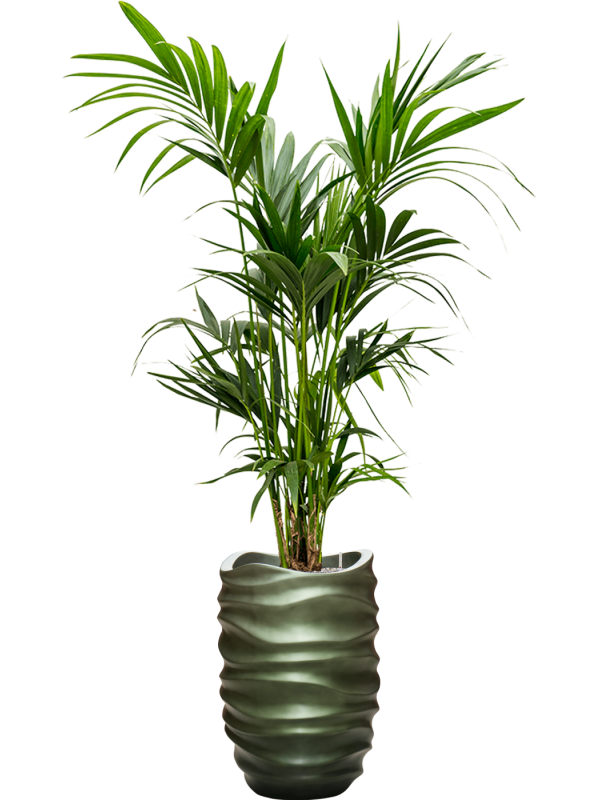 Kentia (Howea) forsteriana in Baq Gradient Lee Office Plant With Pot 196cm Height 27cm Dia