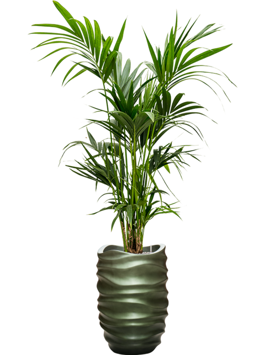 Kentia (Howea) forsteriana in Baq Gradient Lee Office Plant With Pot 196cm Height 27cm Dia