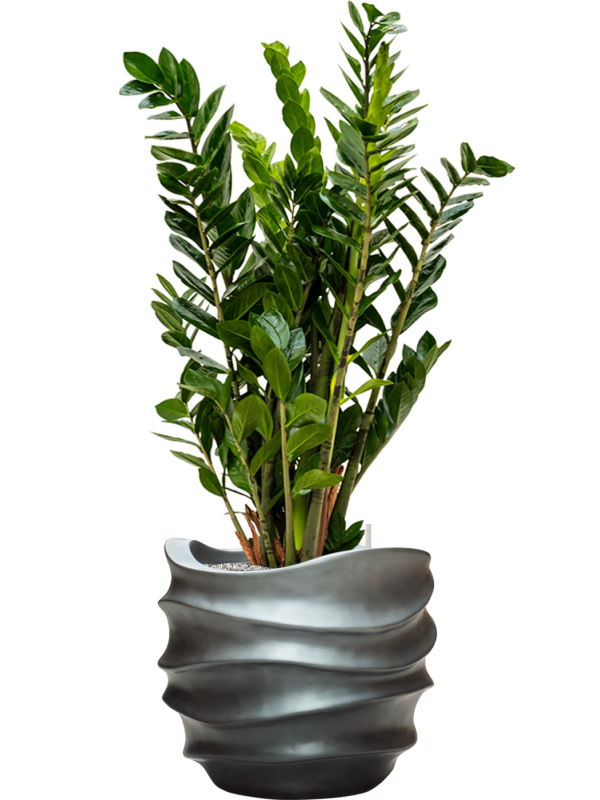 Zamioculcas zamiifolia in Baq Gradient Lee Office Plant With Pot 112cm Height 27cm Dia