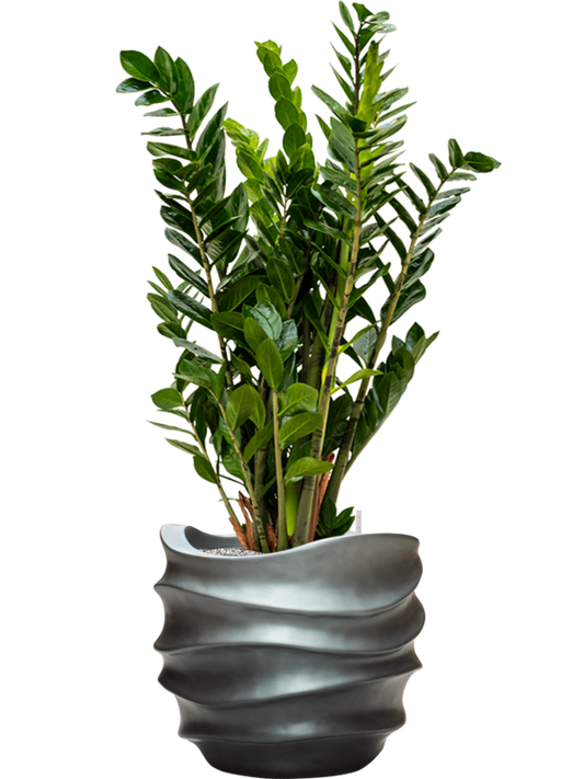 Zamioculcas zamiifolia in Baq Gradient Lee Office Plant With Pot 112cm Height 27cm Dia