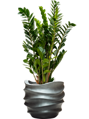 Zamioculcas zamiifolia in Baq Gradient Lee Office Plant With Pot 112cm Height 27cm Dia