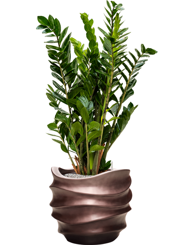 Zamioculcas zamiifolia in Baq Gradient Lee Office Plant With Pot 112cm Height 27cm Dia