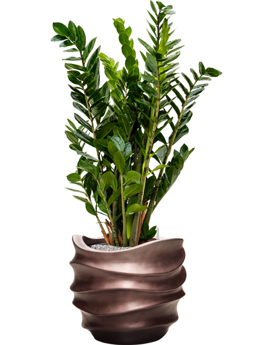 Zamioculcas zamiifolia in Baq Gradient Lee Office Plant With Pot 112cm Height 27cm Dia