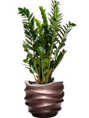 Zamioculcas zamiifolia in Baq Gradient Lee Office Plant With Pot 112cm Height 27cm Dia