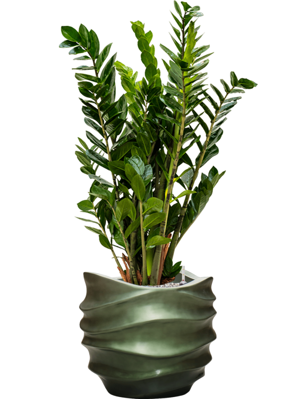 Zamioculcas zamiifolia in Baq Gradient Lee Office Plant With Pot 112cm Height 27cm Dia