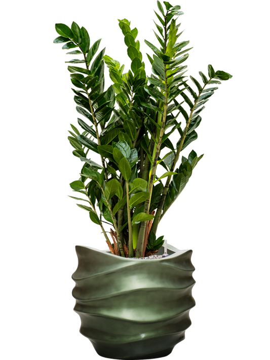 Zamioculcas zamiifolia in Baq Gradient Lee Office Plant With Pot 112cm Height 27cm Dia