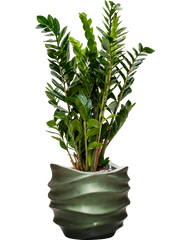 Zamioculcas zamiifolia in Baq Gradient Lee Office Plant With Pot 112cm Height 27cm Dia