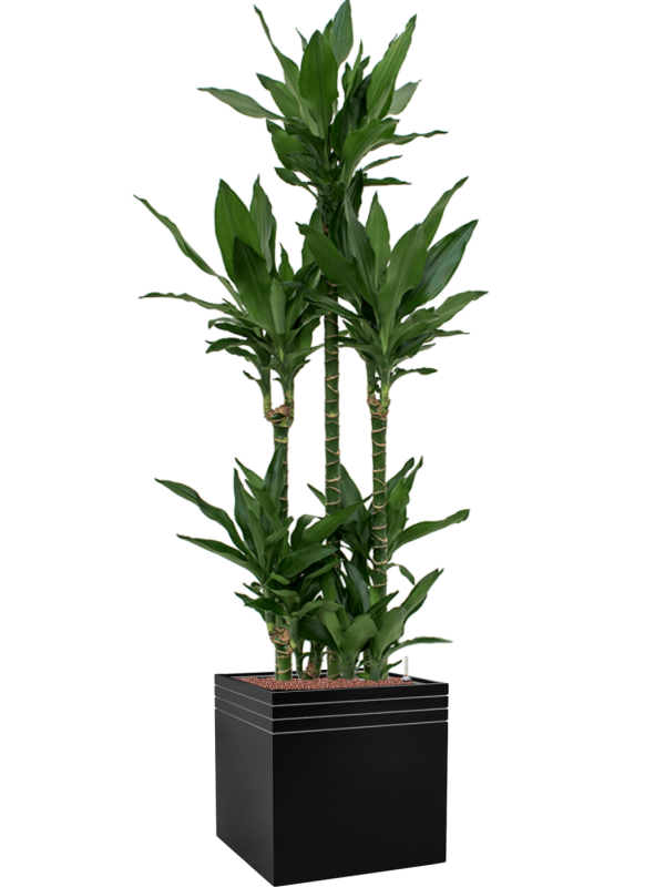 Dracaena fragrans 'Janet Lind' in Baq Line-Up Office Plant With Pot 194cm Height 41cm Dia