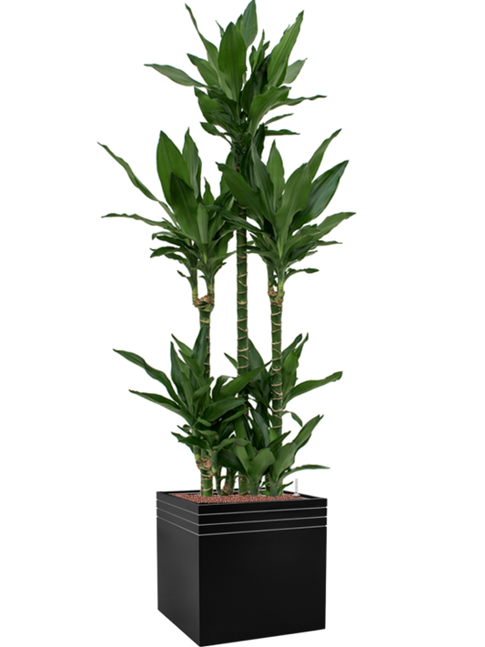 Dracaena fragrans 'Janet Lind' in Baq Line-Up Office Plant With Pot 194cm Height 41cm Dia