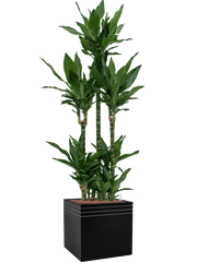 Dracaena fragrans 'Janet Lind' in Baq Line-Up Office Plant With Pot 194cm Height 41cm Dia