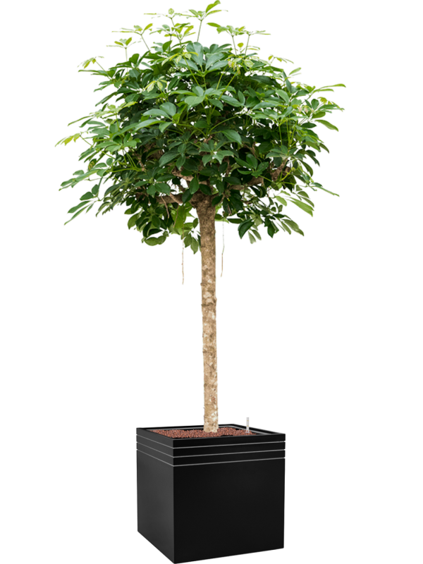 Schefflera arboricola 'Compacta' in Baq Line-Up Office Plant With Pot 192cm Height 41cm Dia