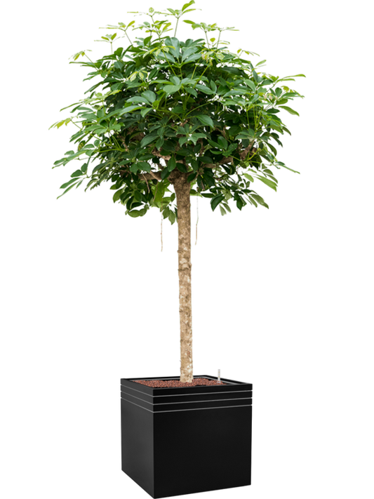 Schefflera arboricola 'Compacta' in Baq Line-Up Office Plant With Pot 192cm Height 41cm Dia