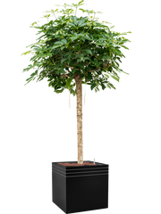 Schefflera arboricola 'Compacta' in Baq Line-Up Office Plant With Pot 192cm Height 41cm Dia