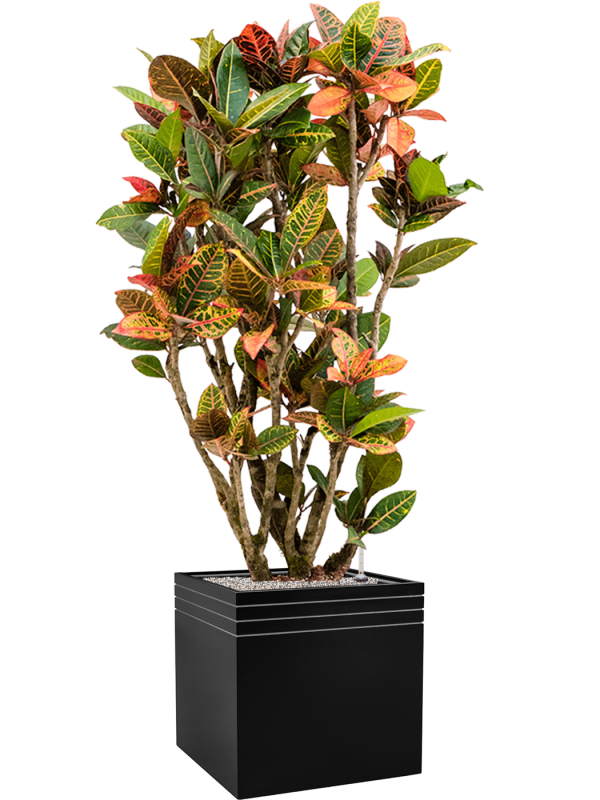 Croton (Codiaeum) variegatum 'Petra' in Baq Line-Up Office Plant With Pot 165cm Height 41cm Dia