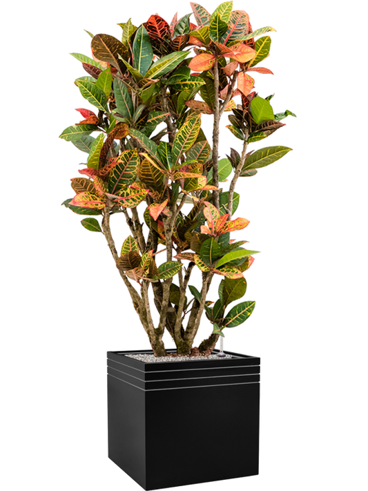 Croton (Codiaeum) variegatum 'Petra' in Baq Line-Up Office Plant With Pot 165cm Height 41cm Dia