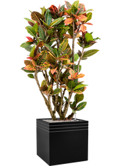 Croton (Codiaeum) variegatum 'Petra' in Baq Line-Up Office Plant With Pot 165cm Height 41cm Dia