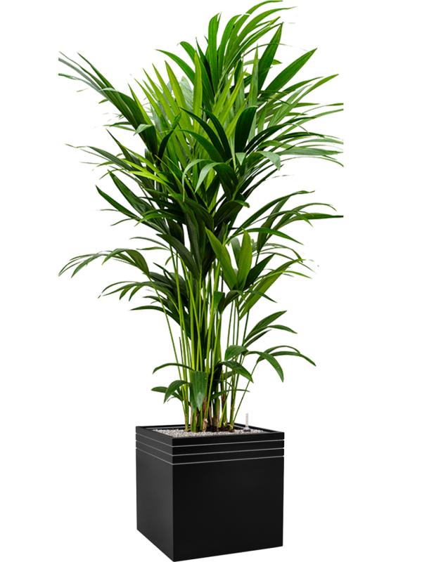 Kentia (Howea) forsteriana in Baq Line-Up Office Plant With Pot 194cm Height 41cm Dia