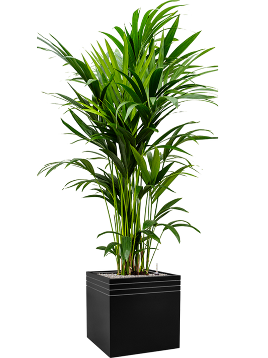 Kentia (Howea) forsteriana in Baq Line-Up Office Plant With Pot 194cm Height 41cm Dia