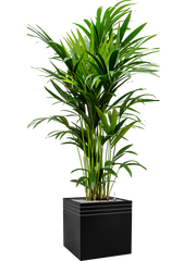 Kentia (Howea) forsteriana in Baq Line-Up Office Plant With Pot 194cm Height 41cm Dia