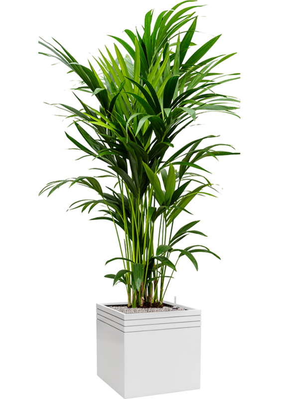 Kentia (Howea) forsteriana in Baq Line-Up Office Plant With Pot 194cm Height 41cm Dia