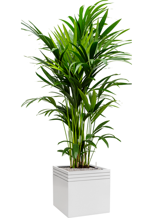 Kentia (Howea) forsteriana in Baq Line-Up Office Plant With Pot 194cm Height 41cm Dia