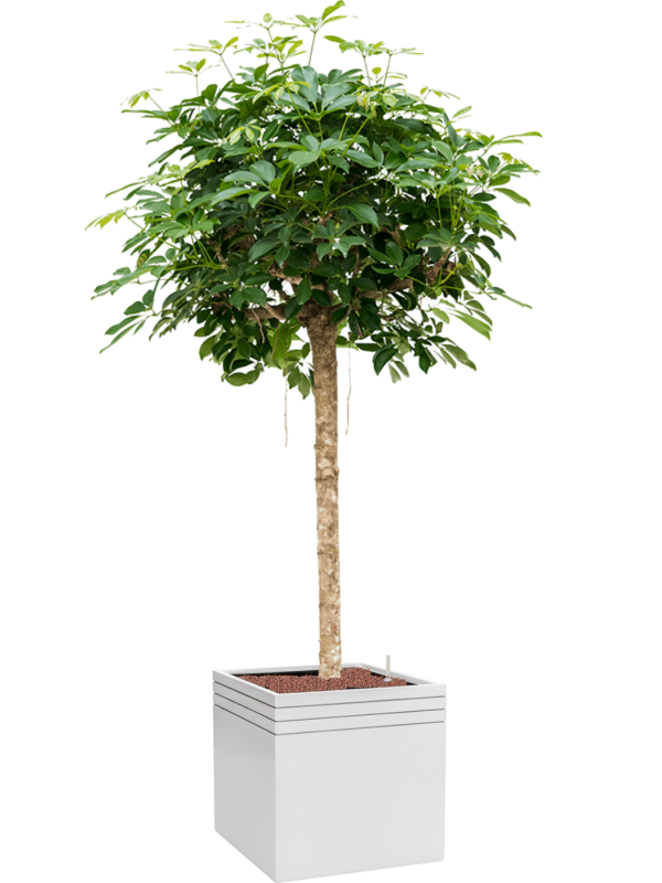 Schefflera arboricola 'Compacta' in Baq Line-Up Office Plant With Pot 192cm Height 41cm Dia