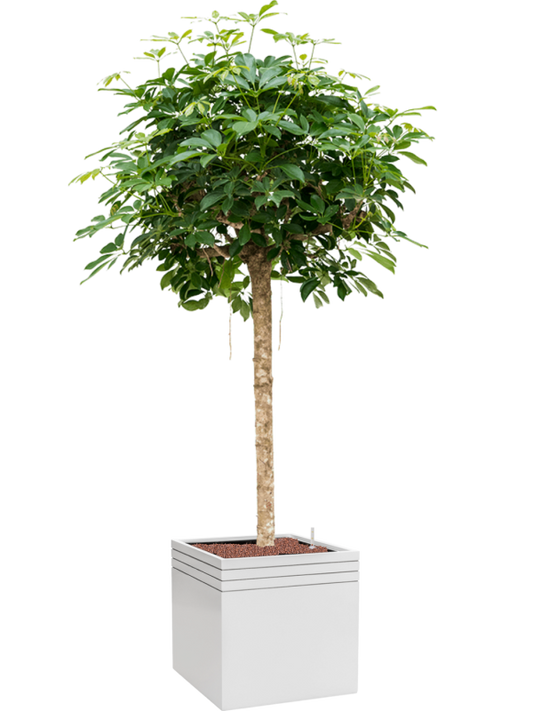 Schefflera arboricola 'Compacta' in Baq Line-Up Office Plant With Pot 192cm Height 41cm Dia