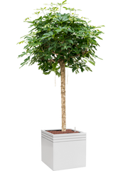 Schefflera arboricola 'Compacta' in Baq Line-Up Office Plant With Pot 192cm Height 41cm Dia